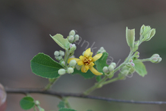 Grewia tiliifolia